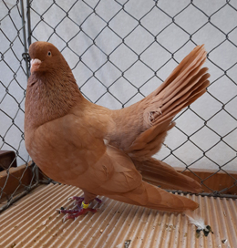 orientalischer Roller